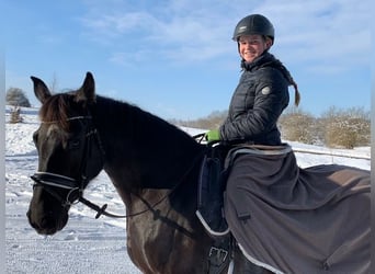 Hannoveraner, Stute, 16 Jahre, 155 cm, Rappe