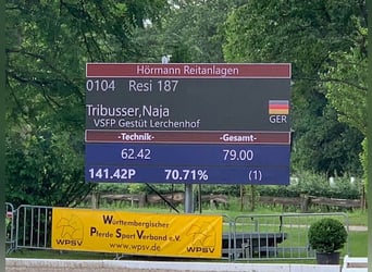 Hannoveraner, Stute, 16 Jahre, 155 cm, Rappe