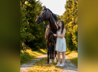 Hannoveraner, Stute, 16 Jahre, 159 cm, Dunkelbrauner