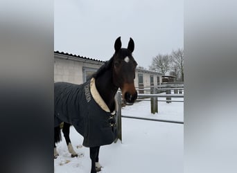 Hannoveraner, Stute, 16 Jahre, 159 cm, Dunkelbrauner