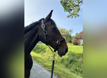 Hannoveraner, Stute, 16 Jahre, 159 cm, Dunkelbrauner