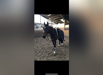 Hannoveraner, Stute, 16 Jahre, 159 cm, Dunkelbrauner