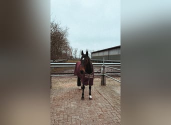 Hannoveraner, Stute, 16 Jahre, 159 cm, Dunkelbrauner