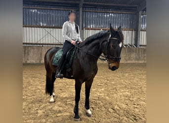 Hannoveraner, Stute, 16 Jahre, 159 cm, Dunkelbrauner