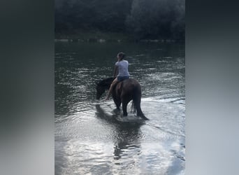 Hannoveraner, Stute, 16 Jahre, 160 cm, Dunkelbrauner