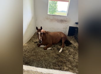 Hannoveraner, Stute, 16 Jahre, 160 cm, Dunkelfuchs