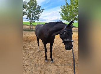 Hannoveraner, Stute, 16 Jahre, 160 cm, Schwarzbrauner