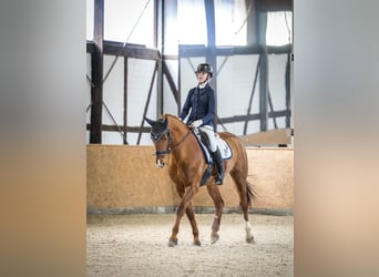 Hannoveraner, Stute, 16 Jahre, 161 cm, Fuchs