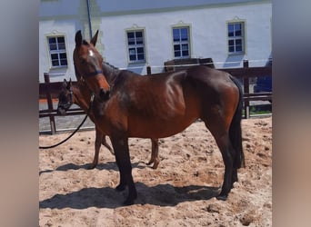 Hannoveraner, Stute, 16 Jahre, 162 cm, Brauner