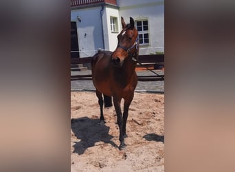 Hannoveraner, Stute, 16 Jahre, 162 cm, Brauner