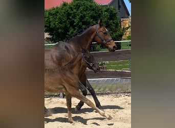 Hannoveraner, Stute, 16 Jahre, 162 cm, Brauner
