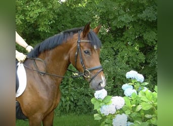 Hannoveraner, Stute, 16 Jahre, 163 cm, Dunkelbrauner