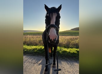 Hannoveraner, Stute, 16 Jahre, 163 cm