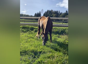 Hannoveraner, Stute, 16 Jahre, 163 cm, Fuchs