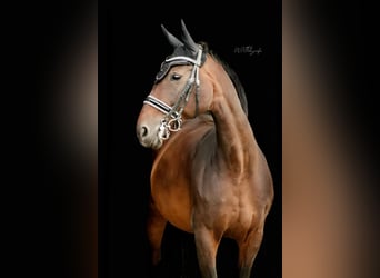 Hannoveraner, Stute, 16 Jahre, 164 cm, Brauner