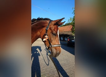 Hannoveraner, Stute, 16 Jahre, 164 cm, Brauner