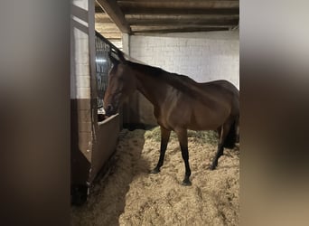 Hannoveraner, Stute, 16 Jahre, 164 cm, Brauner