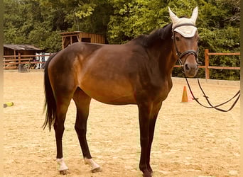 Hannoveraner, Stute, 16 Jahre, 165 cm, Brauner