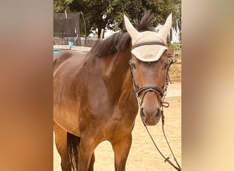 Hannoveraner, Stute, 16 Jahre, 165 cm, Brauner