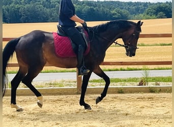 Hannoveraner, Stute, 16 Jahre, 165 cm, Brauner