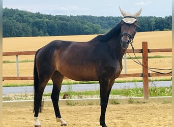 Hannoveraner, Stute, 16 Jahre, 165 cm, Brauner