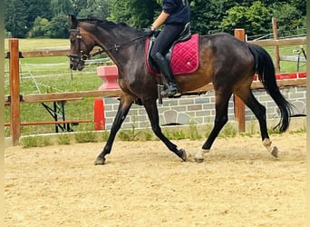 Hannoveraner, Stute, 16 Jahre, 165 cm, Brauner