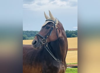 Hannoveraner, Stute, 16 Jahre, 165 cm, Brauner