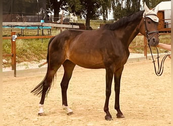 Hannoveraner, Stute, 16 Jahre, 165 cm, Brauner