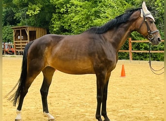Hannoveraner, Stute, 16 Jahre, 165 cm, Brauner