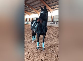 Hannoveraner, Stute, 16 Jahre, 165 cm, Brauner