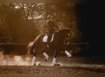 Hannoveraner, Stute, 16 Jahre, 165 cm, Dunkelbrauner
