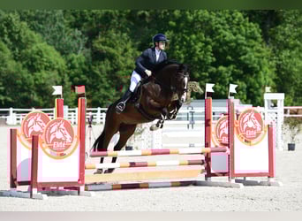 Hannoveraner, Stute, 16 Jahre, 165 cm, Dunkelbrauner