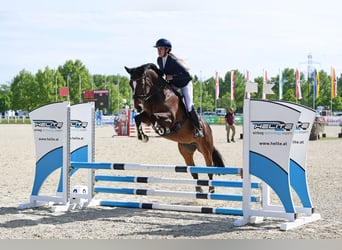 Hannoveraner, Stute, 16 Jahre, 165 cm, Dunkelbrauner