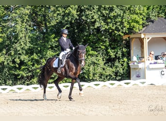 Hannoveraner, Stute, 16 Jahre, 165 cm, Dunkelbrauner