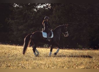 Hannoveraner, Stute, 16 Jahre, 165 cm, Dunkelbrauner