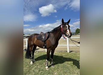 Hannoveraner, Stute, 16 Jahre, 165 cm, Dunkelbrauner