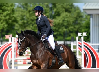 Hannoveraner, Stute, 16 Jahre, 165 cm, Dunkelbrauner