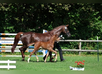 Hannoveraner, Stute, 16 Jahre, 165 cm, Dunkelfuchs