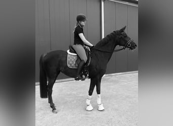 Hannoveraner, Stute, 16 Jahre, 165 cm, Dunkelfuchs