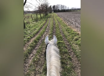 Hannoveraner, Stute, 16 Jahre, 165 cm, Fliegenschimmel