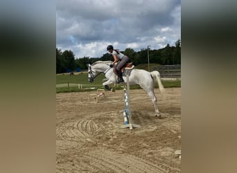 Hannoveraner, Stute, 16 Jahre, 165 cm, Fliegenschimmel