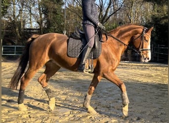 Hannoveraner, Stute, 16 Jahre, 165 cm, Fuchs