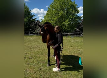 Hannoveraner, Stute, 16 Jahre, 165 cm, Fuchs