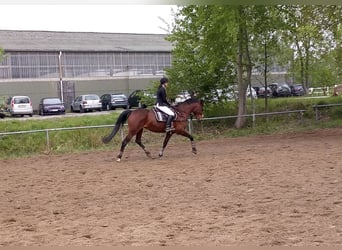 Hannoveraner, Stute, 16 Jahre, 166 cm, Brauner