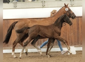Hannoveraner, Stute, 16 Jahre, 167 cm, Dunkelfuchs