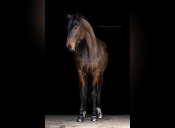 Hannoveraner, Stute, 16 Jahre, 168 cm, Brauner