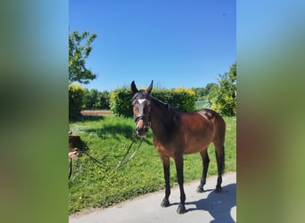 Hannoveraner, Stute, 16 Jahre, 168 cm, Dunkelbrauner