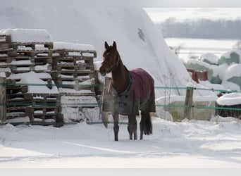 Hannoveraner, Stute, 16 Jahre, 168 cm, Dunkelfuchs