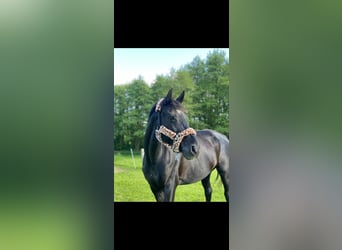 Hannoveraner, Stute, 16 Jahre, 168 cm, Rappe