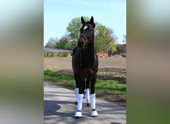 Hannoveraner, Stute, 16 Jahre, 169 cm, Dunkelbrauner